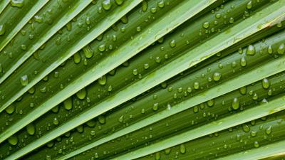 Leaf drops veins 4k wallpaper