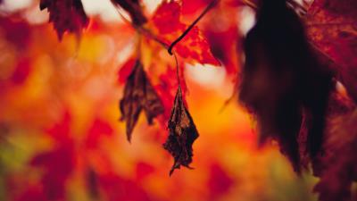 Leaf dry autumn 4k wallpaper