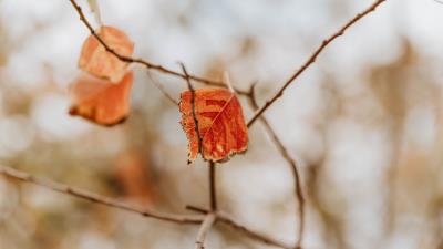 Leaf dry branches 4k wallpaper
