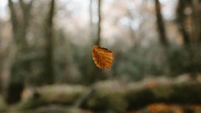 Leaf dry macro 4k wallpaper