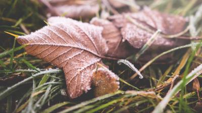 Leaf fall frost dry 4k wallpaper