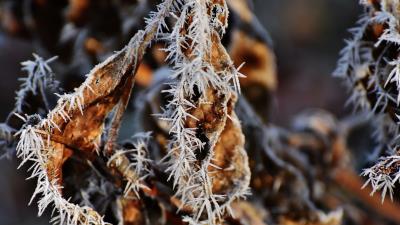 Leaf frost cold dry 4k wallpaper