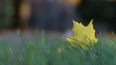 Leaf grass macro 4k wallpaper