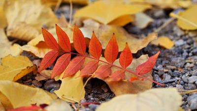Leaf leaves autumn 4k wallpaper