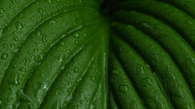 Leaf macro drops photography 4k wallpaper