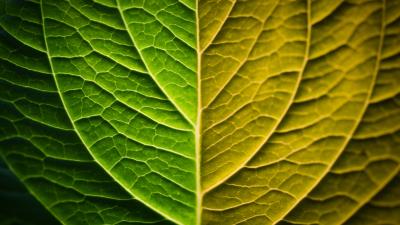 Leaf macro green 4k wallpaper