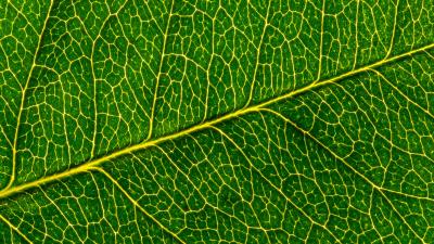 Leaf macro pattern 4k wallpaper