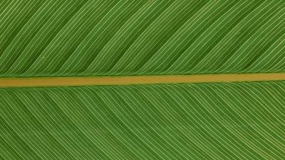 Leaf macro plant photography 4k wallpaper