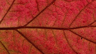 Leaf macro red 4k wallpaper