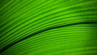Leaf macro stripes photography 4k wallpaper