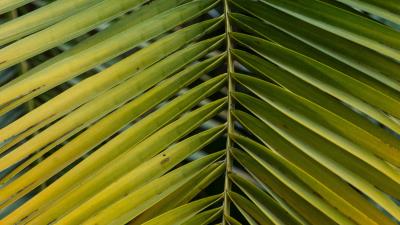 Leaf palm branch 4k wallpaper