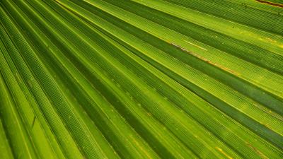 Leaf palm plant drops 4k wallpaper