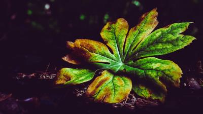 Leaf plant carved photography 4k wallpaper