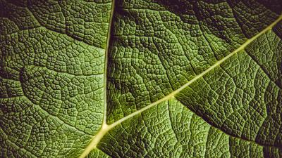Leaf ribbed leaf veins 4k wallpaper