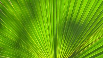 Leaf stripes palm tree 4k wallpaper