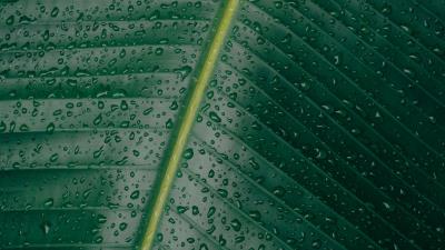 Leaf surface drops 4k wallpaper