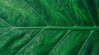 Leaf veins drops macro 4k wallpaper