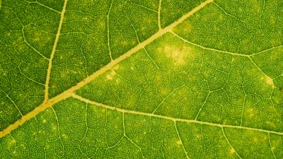 Leaf veins green photography 4k wallpaper