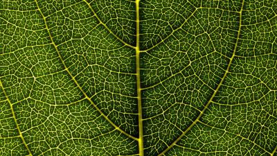 Leaf veins macro photography 4k wallpaper