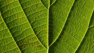Leaf veins macro 4k wallpaper