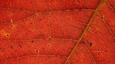 Leaf veins red 4k wallpaper