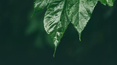 Leaf wet green 4k wallpaper