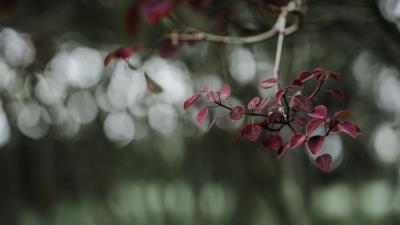Leaves branch macro 4k wallpaper