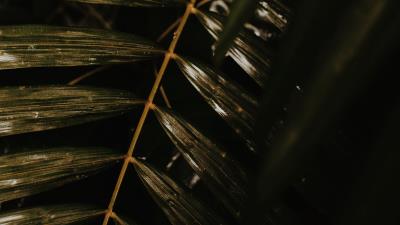 Leaves branch plant 4k wallpaper