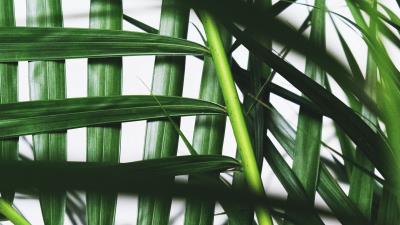 Leaves branches palm 4k wallpaper