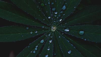 Leaves dew surface 4k wallpaper