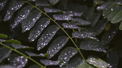 Leaves drops macro photography 4k wallpaper