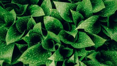 Leaves drops moisture 4k wallpaper