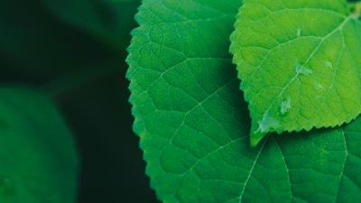 Leaves drops water photography 4k wallpaper