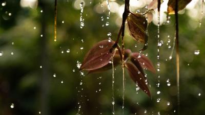 Leaves drops water 4k wallpaper