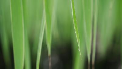 Leaves grass macro 4k wallpaper