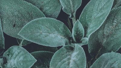 Leaves green fluffy 4k wallpaper