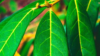 Leaves green veins 4k wallpaper