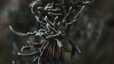 Leaves ice macro 4k wallpaper