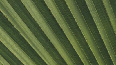 Leaves macro palm 4k wallpaper