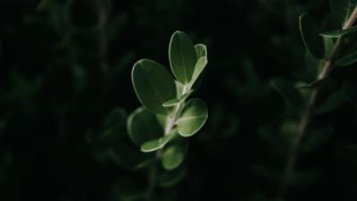 Leaves macro plant 4k wallpaper