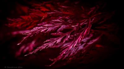 Leaves macro red 4k wallpaper