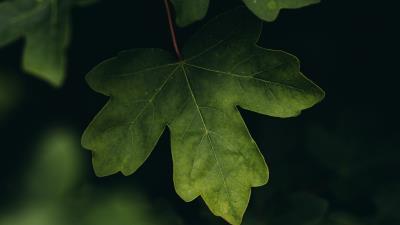 Leaves macro veins photography 4k wallpaper