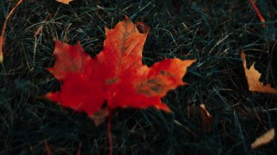 Leaves maple grass 4k wallpaper