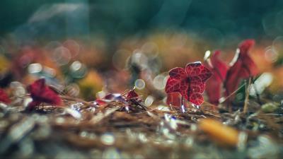 Leaves needles macro 4k wallpaper