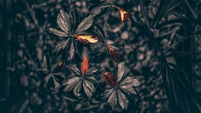 Leaves plant drops black 4k wallpaper