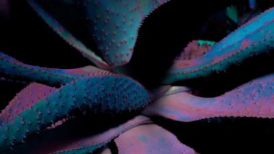 Leaves plant flower 4k wallpaper