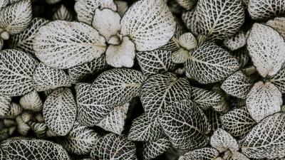 Leaves plant line 4k wallpaper