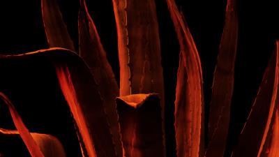 Leaves plant photoshop 4k wallpaper