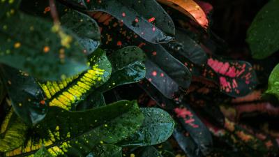 Leaves spots colorful 4k wallpaper