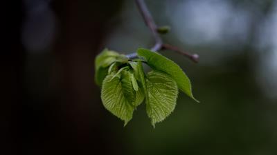Leaves twig blur 4k wallpaper